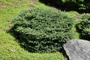 Bird's Nest Spruce
