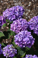 Bloomstruck Hydrangea
