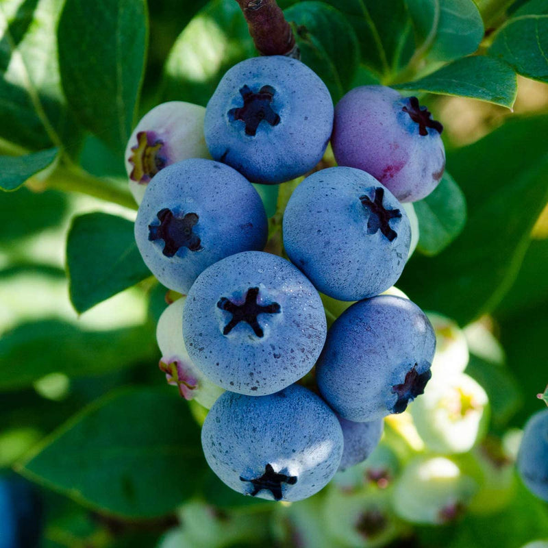 Bluecrop Highbush Blueberry