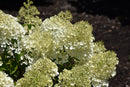 Bobo Hydrangea