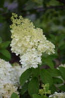 Bobo Hydrangea