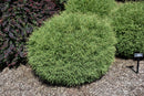 Mr. Bowling Ball Arborvitae
