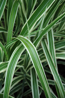 Cosmopolitan Maiden Grass