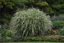Cosmopolitan Maiden Grass