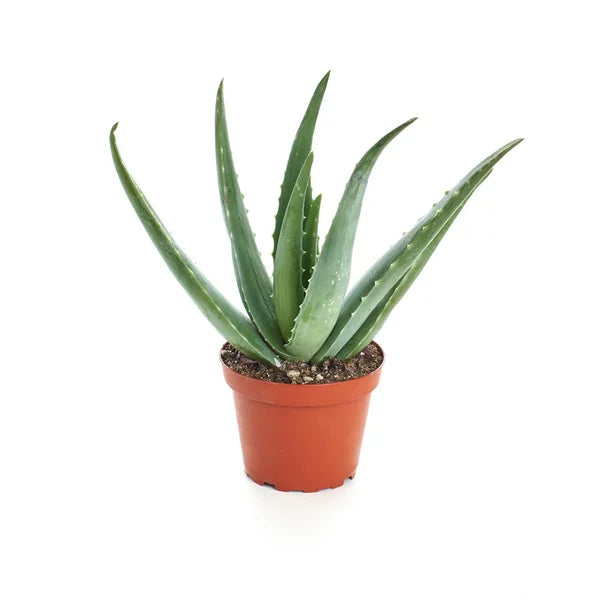 5" Aloe Vera