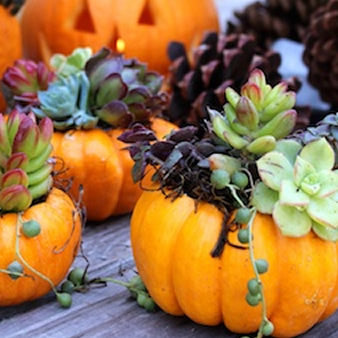 Make your own Pumpkin Succulent Arrangement October 4th 2025 10AM