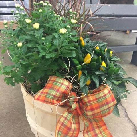 Make your own Fall Basket Planter September 21st,  10.00AM