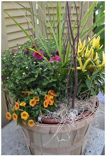 Make your own Fall Basket Planter September 21st,  10.00AM