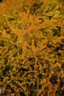 Fire Chief Arborvitae