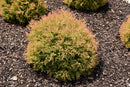 Fire Chief Arborvitae