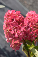 Fire Light Hydrangea
