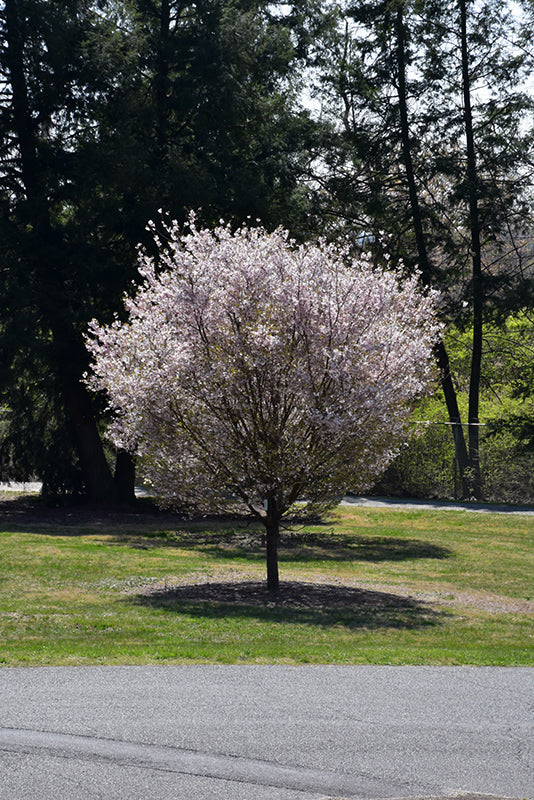 Autumnalis Flowering Cherry Tree