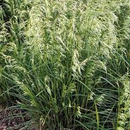 Perennial Grasses
