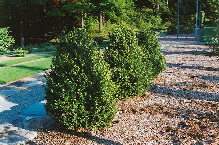 Green Mountain Boxwood