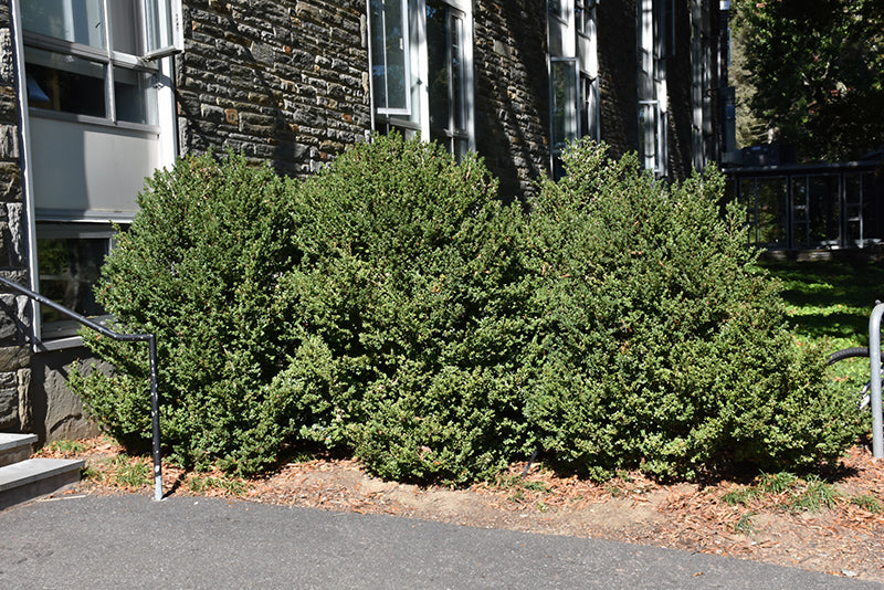 Green Mountain Boxwood