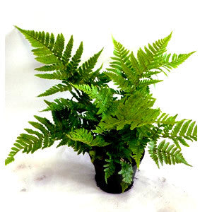 Assorted Ferns starting at