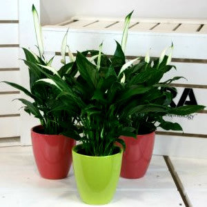 peace lily plant for sale Peace Lily