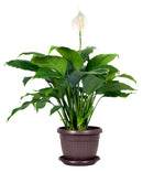 Peace Lily