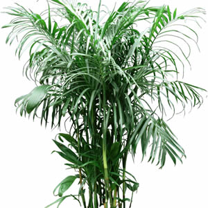 10" Bamboo Palm Tree