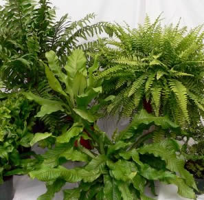 Assorted Ferns starting at