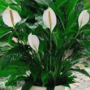 Peace Lily