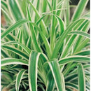 5" Ocean Spider Plant