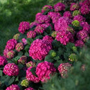 Endless Summer Crush Hydrangea