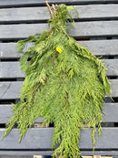 Port Orford Cedar Greens Bunch