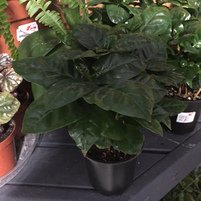 4" Coffee Plant