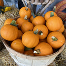 Mini Pumpkins (per LB)