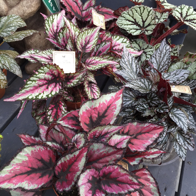 Assorted Rex Begonia