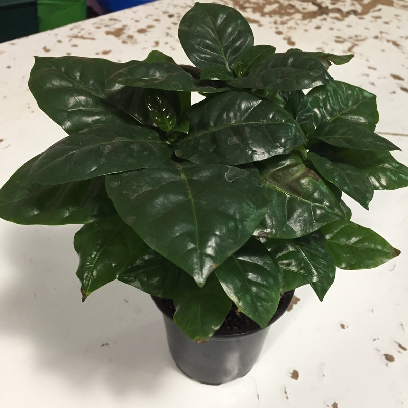 4" Coffee Plant