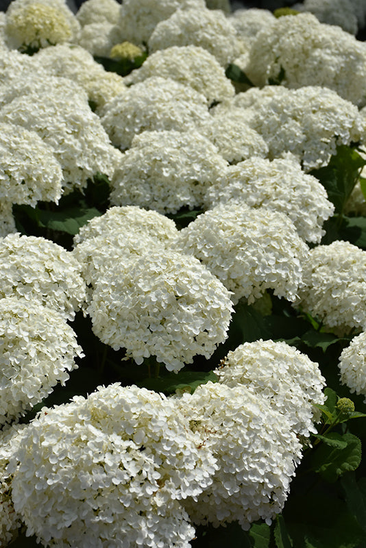 Hydrangea Incrediball