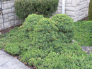 Juniper Nana