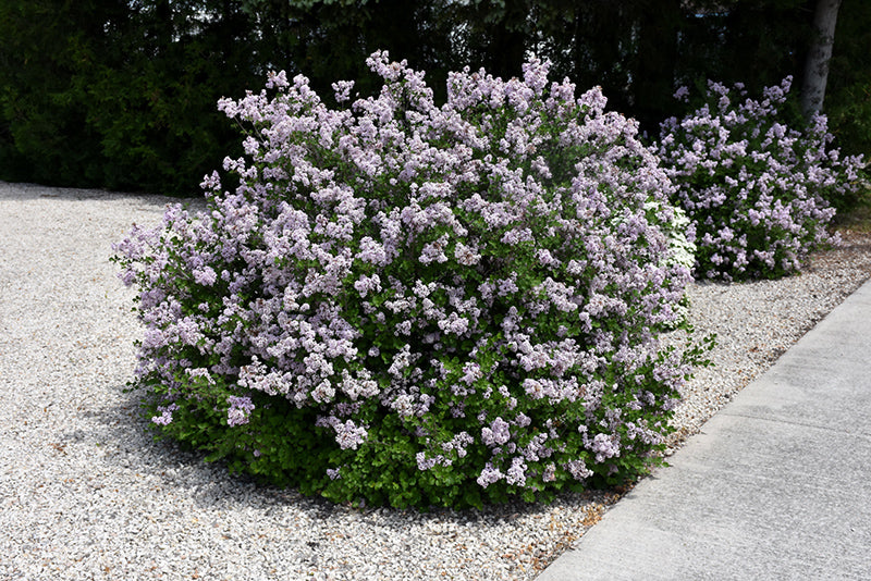 Dwarf Korean Lilac