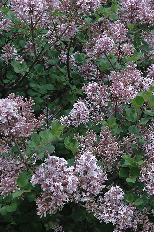 Dwarf Korean Lilac