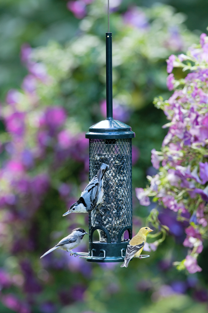 Squirrel Buster Mini Bird Feeder