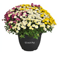 13" Tricolor Mum