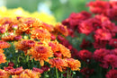 Chrysanthemums (Mums)