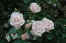 New Dawn Climbing Rose