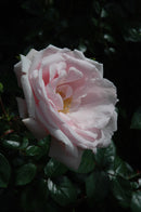 New Dawn Climbing Rose