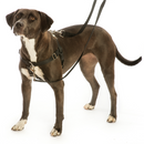 Freedom No-Pull Dog Harness