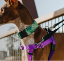 Freedom No-Pull Dog Harness