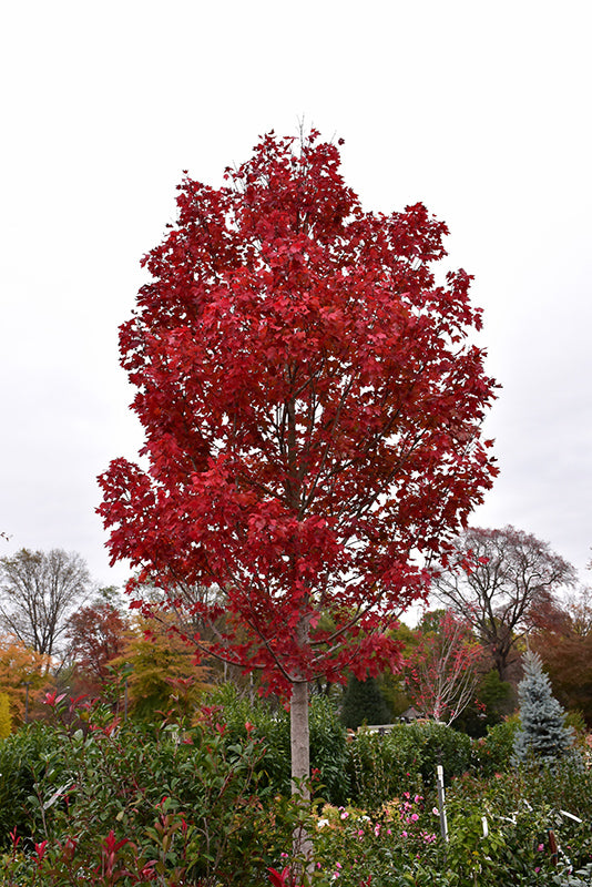 October Glory Red Maple
