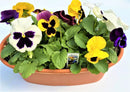 12" Oval Planter of Pansies