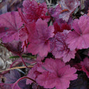 Heuchera (Coral Bells) - Assorted Varieties