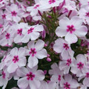 Garden Phlox - Assorted Varieties