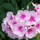 Garden Phlox - Assorted Varieties