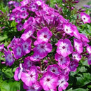 Garden Phlox - Assorted Varieties