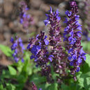 Salvia - Assorted Varieties
